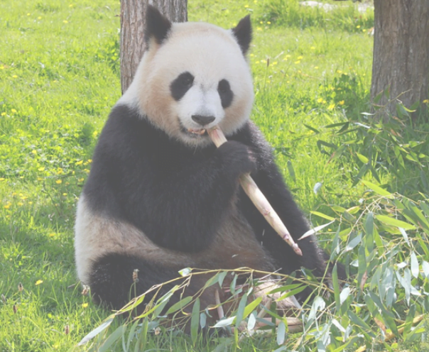 Audit Google Panda, le filtre contre le contenu de mauvaise qualité !