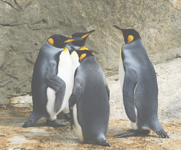 Audit Google penguin